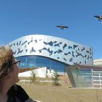 A woman looks at geeese flying over York University