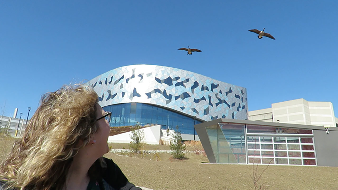 A woman looks at geeese flying over York University